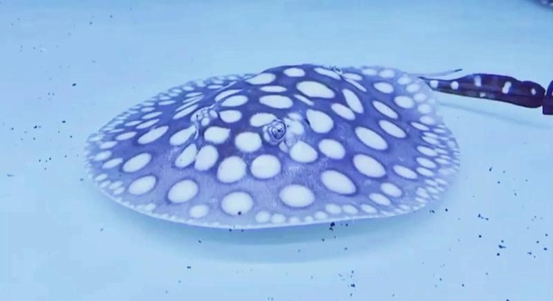 魟魚換水過程【《魟魚換水過程》】