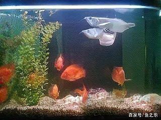 我用小缸養了3年的龍魚【《我用小缸養了3年的龍魚》】
