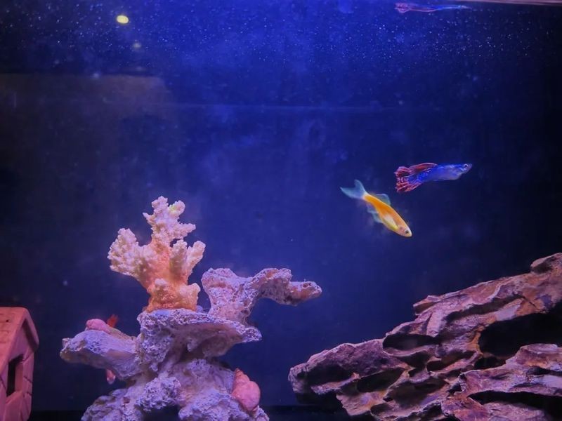 我用小缸養了3年的龍魚【《我用小缸養了3年的龍魚》】