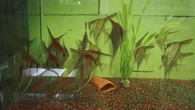 紅背埃及神仙魚【《水族文化嫁神仙魚：東方世界中的獨特精靈》】