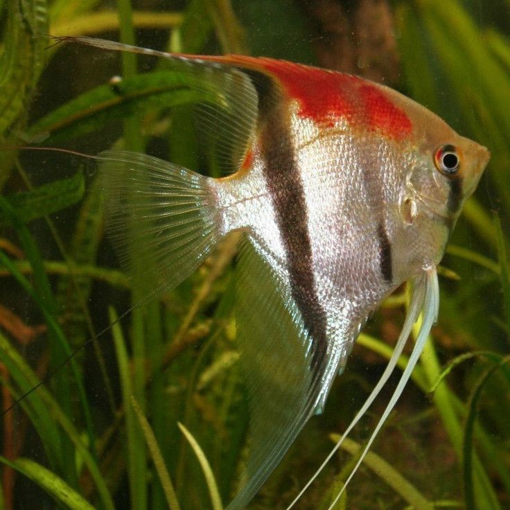 紅背埃及神仙魚【《水族文化嫁神仙魚：東方世界中的獨特精靈》】
