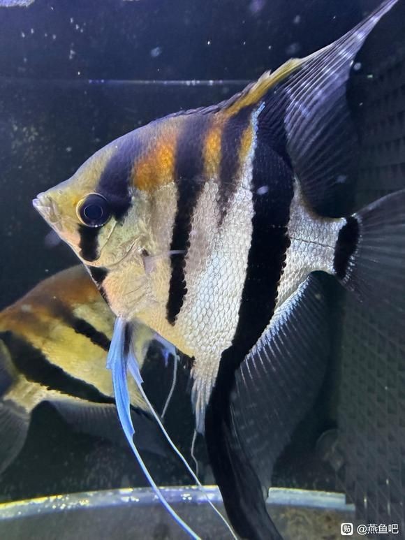 紅背埃及神仙魚【《水族文化嫁神仙魚：東方世界中的獨特精靈》】