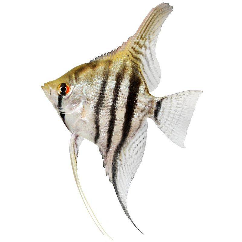 紅背埃及神仙魚【《水族文化嫁神仙魚：東方世界中的獨特精靈》】