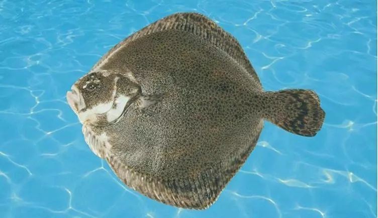多寶魚長啥樣【《多寶魚：獨特模樣的海洋魚類》】