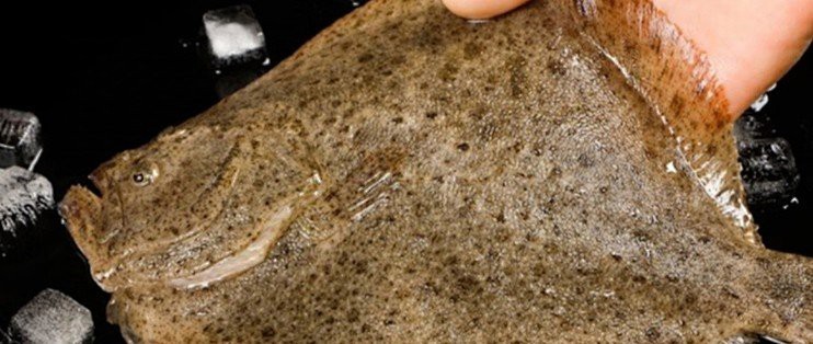 多寶魚長啥樣【《多寶魚：獨特模樣的海洋魚類》】