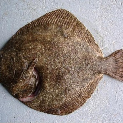 多寶魚長啥樣【《多寶魚：獨特模樣的海洋魚類》】