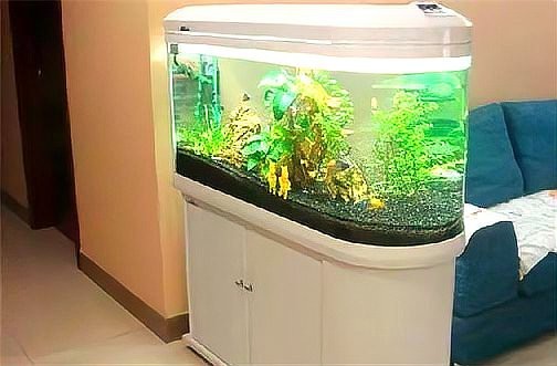 風(fēng)水魚缸放什么位置最好【家庭魚缸擺放風(fēng)水】 風(fēng)水魚缸放什么位置最好【家庭魚缸擺放風(fēng)水】 龍魚論壇 第7張