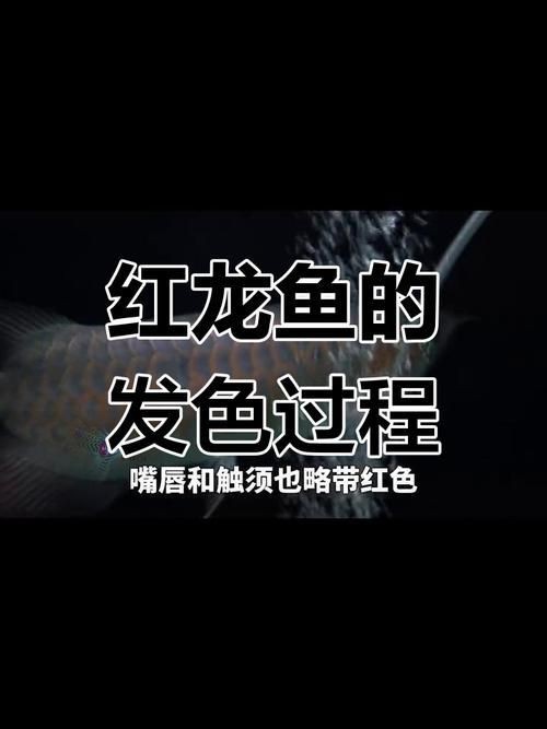 紅龍魚發(fā)色過(guò)程分析圖【圍繞紅龍魚發(fā)色過(guò)程分析圖展開】