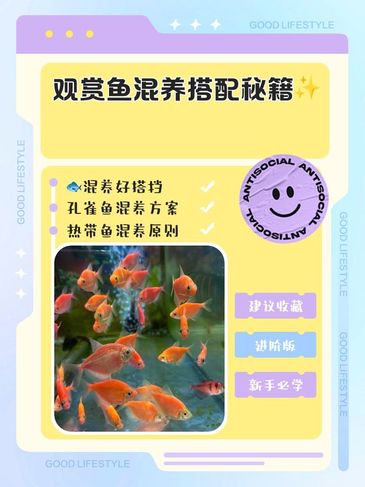 淡水觀賞魚(yú)混養(yǎng)魚(yú)最佳搭配【淡水觀賞魚(yú)混養(yǎng)原則、經(jīng)典搭配方案】