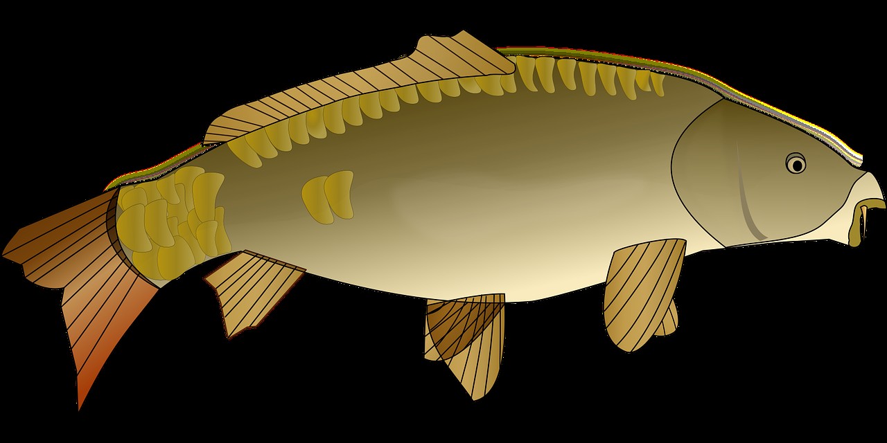 龍魚(yú)松鱗了最簡(jiǎn)單三個(gè)小妙招【龍魚(yú)松鱗了怎么辦】 龍魚(yú)松鱗了最簡(jiǎn)單三個(gè)小妙招【龍魚(yú)松鱗了怎么辦】 水族問(wèn)答 第2張