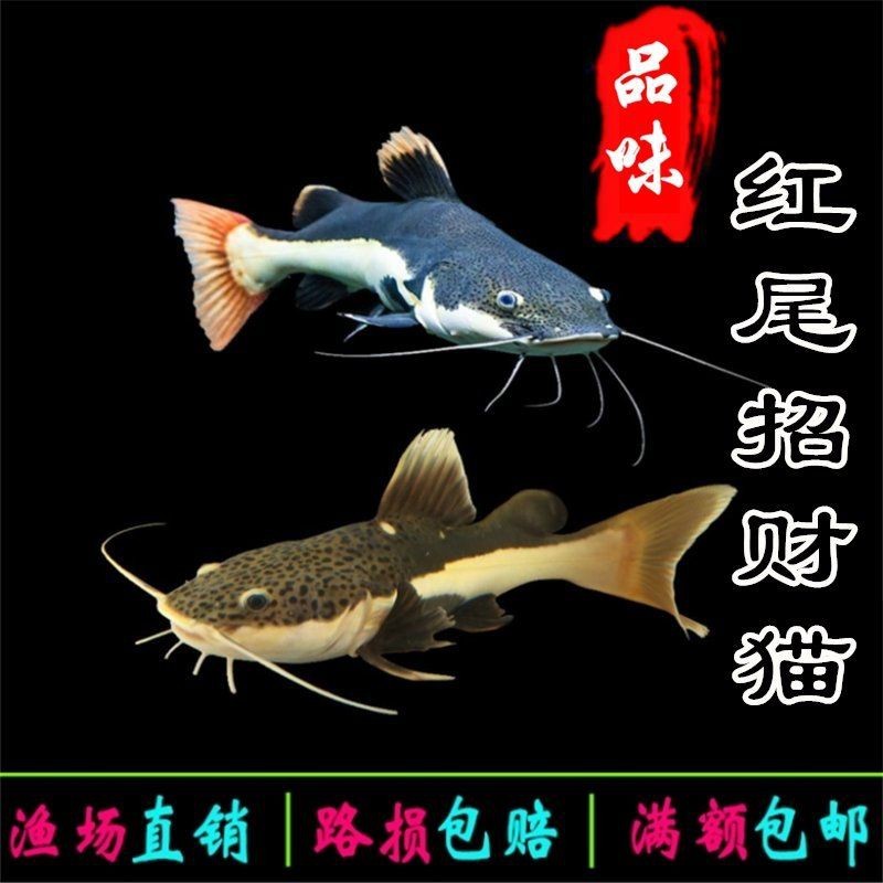 龍魚撞缸后如何判斷是否受傷？，龍魚撞缸后多久會恢復正常活動龍魚撞缸后多久會恢復正常活動