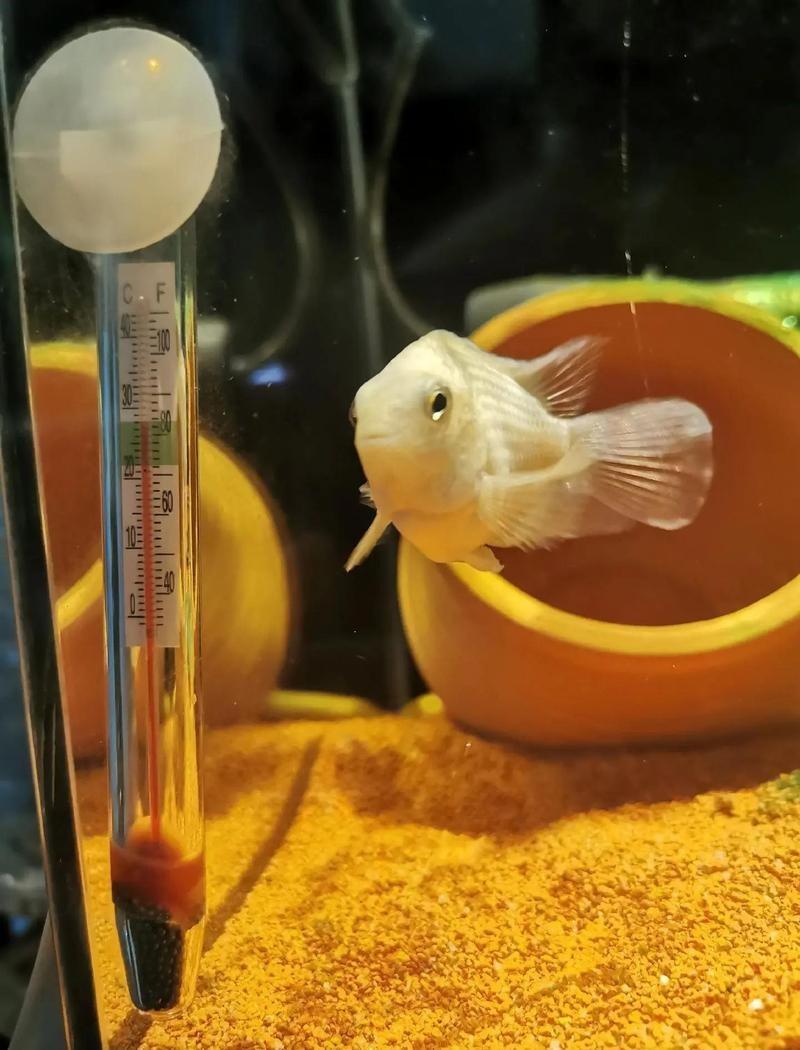 龍魚眼白點病治療期間需要停食嗎？【魚患眼白點病治療期間通常需要停食】