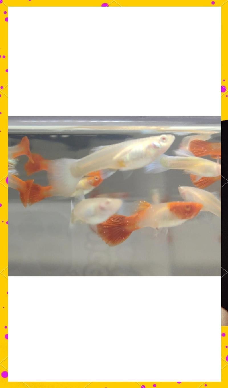 龍魚眼白點病治療期間需要停食嗎？【魚患眼白點病治療期間通常需要停食】