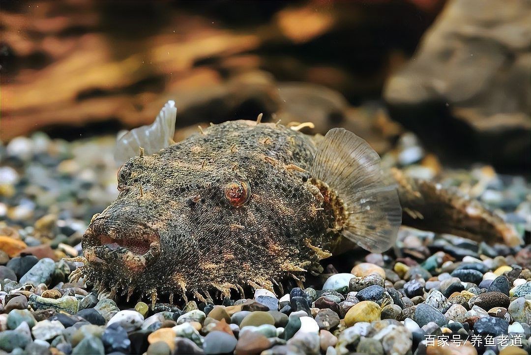 狗頭魚咬合力有多大【狗頭魚的咬合力】