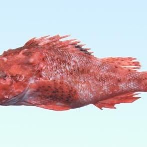 虎鲼魚