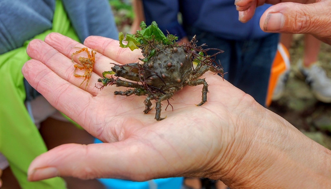 龍魚鰓蓋卷邊了怎么辦【龍魚鰓蓋卷邊是什么原因導致的，】