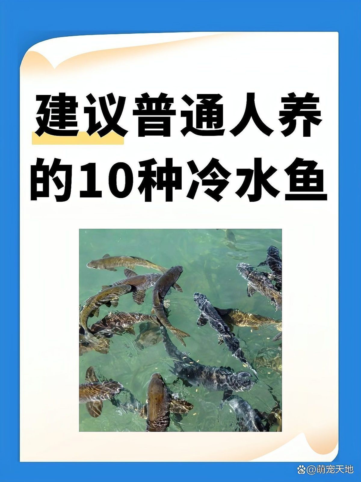 建議窮人養的10種冷水魚【養魚大全，建議窮人養的10種冷水魚】