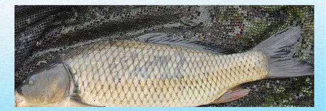 十大鯉魚品種