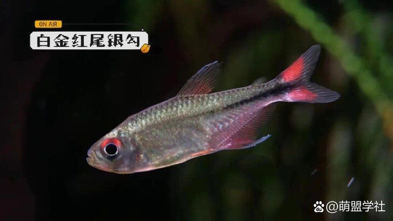 紅勾銀版魚最佳配方【《紅勾銀版魚最佳配方》】