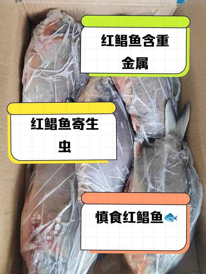 淡水紅鯧魚是世界上最臟的嗎【淡水紅鯧魚屬于“最臟”的魚類嗎？】