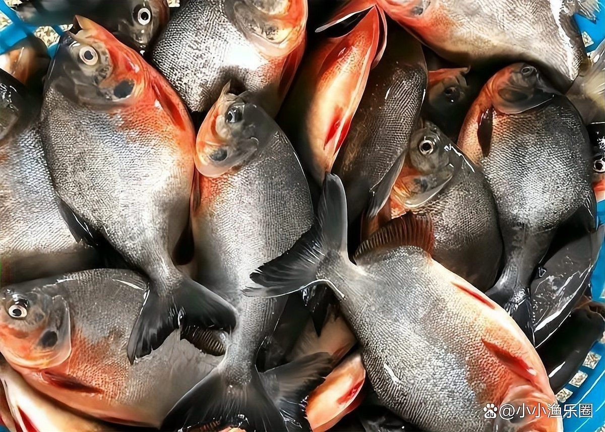 淡水紅鯧魚是世界上最臟的嗎【淡水紅鯧魚屬于“最臟”的魚類嗎？】