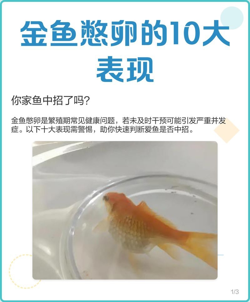 金龍魚繁殖過程中有哪些常見問題？【養魚老道,金魚憋卵的10大表現,你家魚中招了嗎】