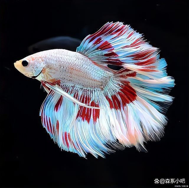 龍魚養一條會害主人嗎【龍魚養一條并不會害主人*】