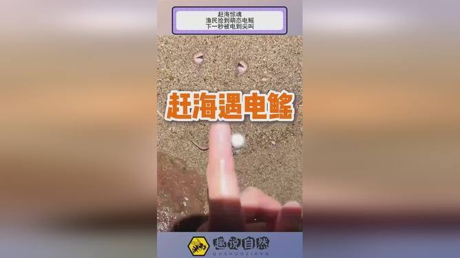 電鰩視頻趕海【《毛里求斯》毛里求斯第1集:趕海被電到尖叫趣說(shuō)自然】
