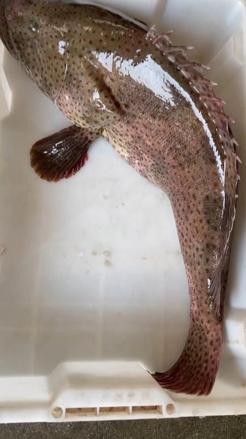 花斑魚圖片大全【-匯圖網匯圖網匯圖網美麗的花斑魚圖片大全】