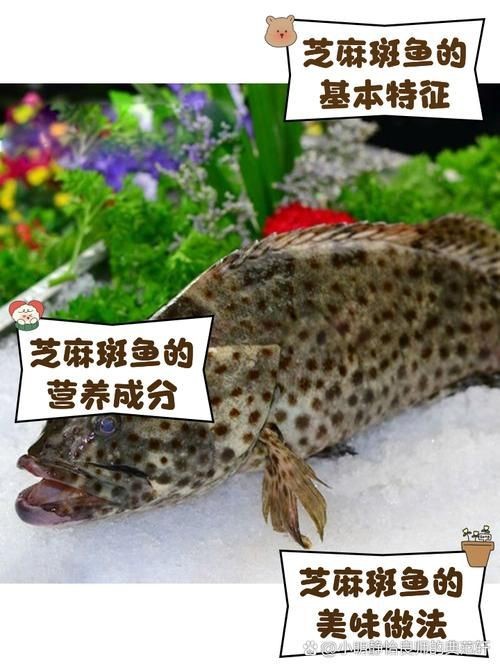 花斑魚圖片大全【-匯圖網匯圖網匯圖網美麗的花斑魚圖片大全】