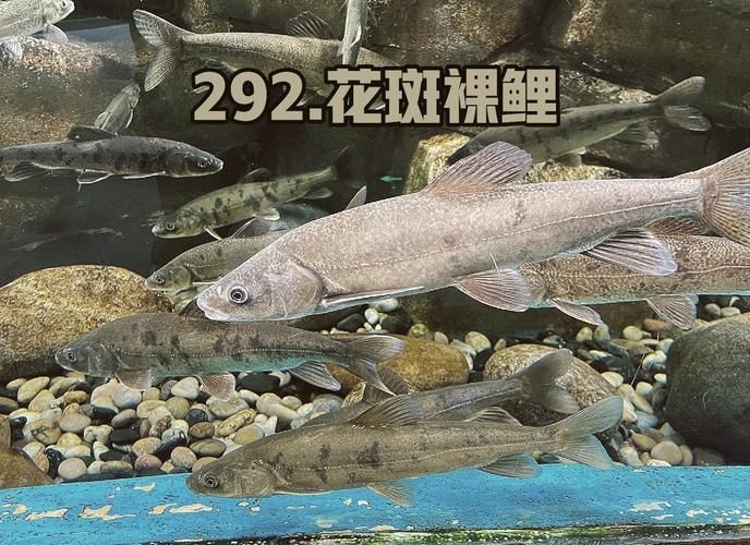 花斑魚圖片大全【-匯圖網匯圖網匯圖網美麗的花斑魚圖片大全】