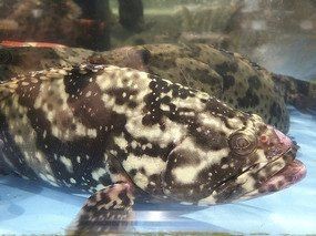 花斑魚圖片大全【-匯圖網匯圖網匯圖網美麗的花斑魚圖片大全】