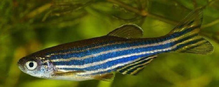 怎么判斷斑馬魚公母【daniorerio)斑馬魚性別鑒別技巧】