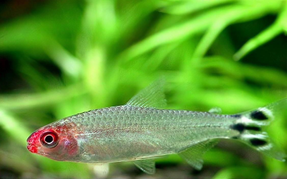 怎么判斷斑馬魚公母【daniorerio)斑馬魚性別鑒別技巧】