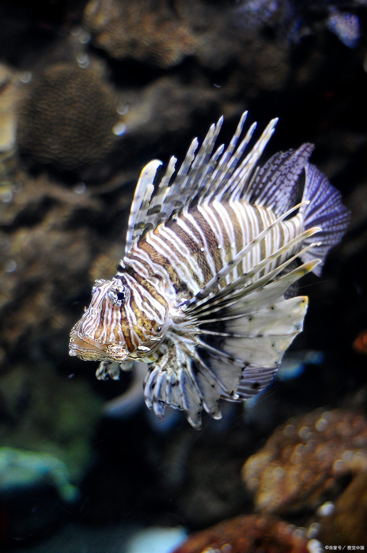 怎么判斷斑馬魚公母【daniorerio)斑馬魚性別鑒別技巧】