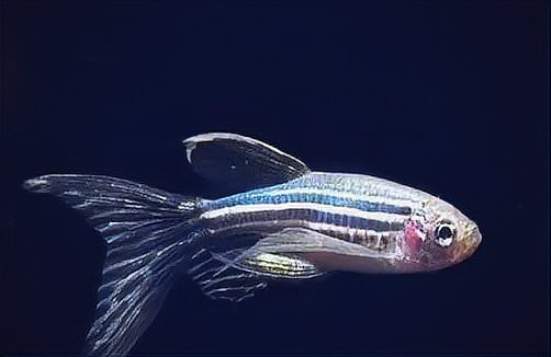 怎么判斷斑馬魚公母【daniorerio)斑馬魚性別鑒別技巧】