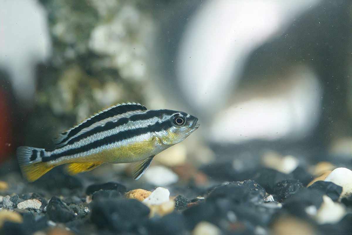 怎么判斷斑馬魚公母【daniorerio)斑馬魚性別鑒別技巧】