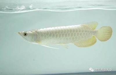 龍魚發(fā)色的三個(gè)階段【龍魚發(fā)色的最佳時(shí)期】