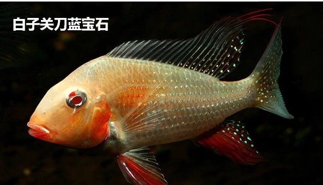 紅眼白子關刀魚哪個國家【如何區分紅眼白子關刀魚的雌雄】