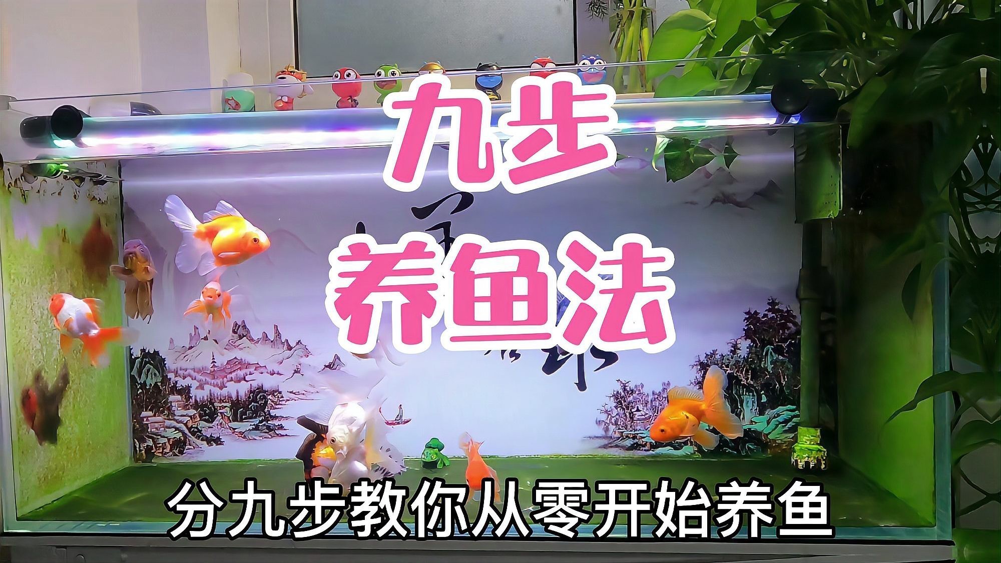古典金龍怎么養出更好的底色【\