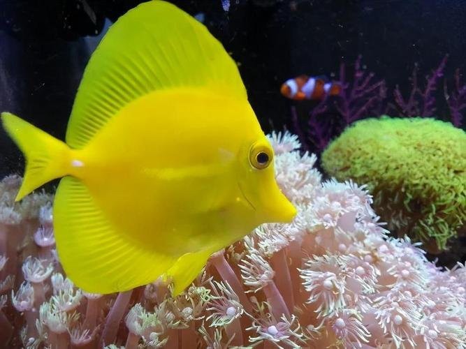 十大海水魚新手必選【《十大海水魚新手必選》2025年適合新手入門的十大海水魚飼養指南】