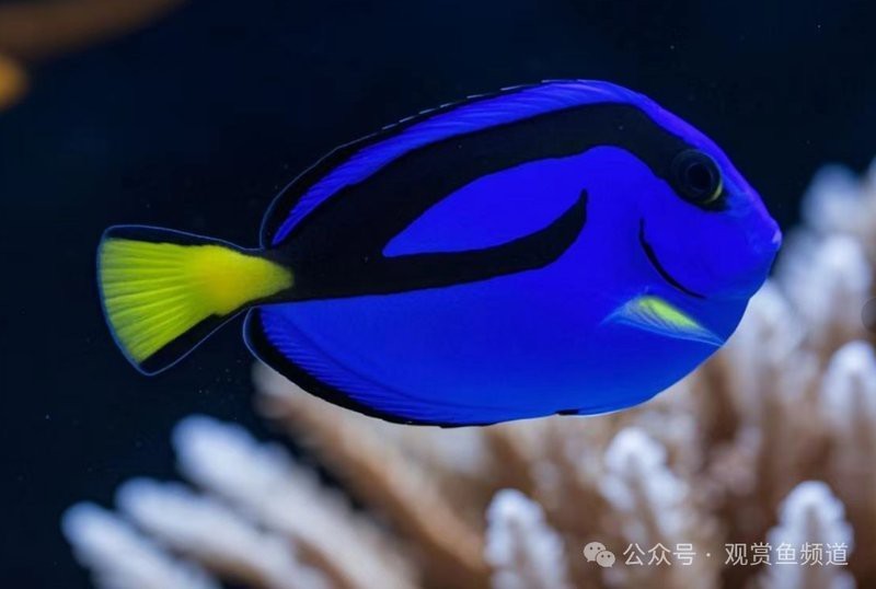 十大海水魚新手必選【《十大海水魚新手必選》2025年適合新手入門的十大海水魚飼養指南】