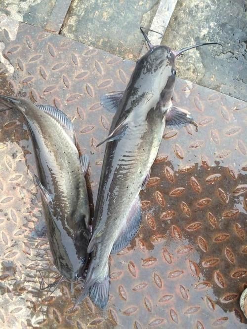 鮰魚圖片大全大圖【《鮰魚圖片大全大圖》】
