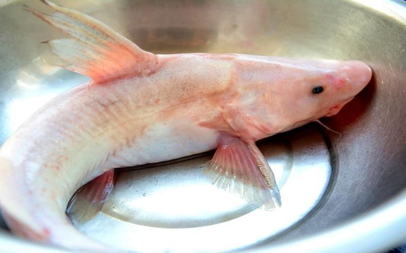 鮰魚圖片大全大圖【《鮰魚圖片大全大圖》】