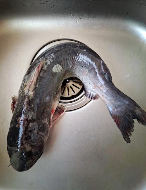 鮰魚圖片大全大圖【《鮰魚圖片大全大圖》】