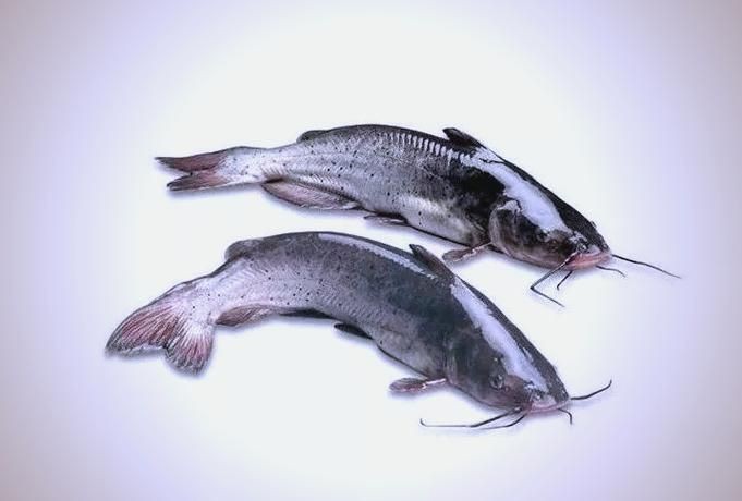 鮰魚圖片大全大圖【《鮰魚圖片大全大圖》】