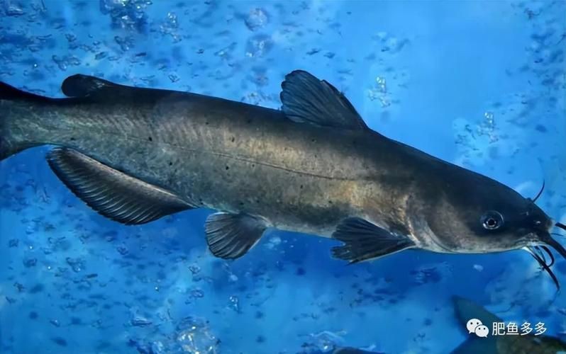 鮰魚圖片大全大圖【《鮰魚圖片大全大圖》】