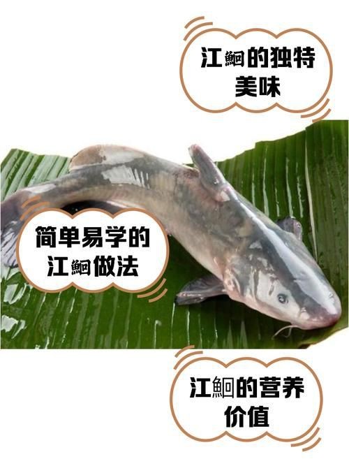 鮰魚圖片大全大圖【《鮰魚圖片大全大圖》】