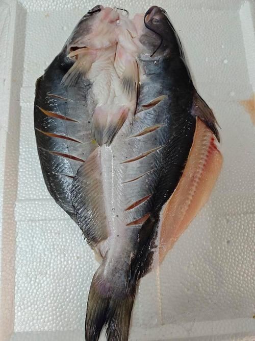 鮰魚圖片大全大圖【《鮰魚圖片大全大圖》】