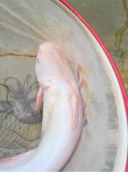 鮰魚圖片大全大圖【《鮰魚圖片大全大圖》】